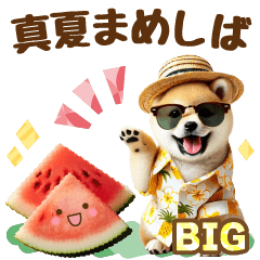 [LINEスタンプ] [BIG]まめしばと真夏の日常スタンプ