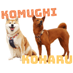 [LINEスタンプ] 柴犬こむぎ＆美濃柴犬こはる