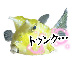 [LINEスタンプ] コンゴウフグちゃん