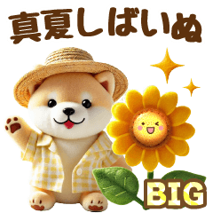 [LINEスタンプ] [BIG]しばいぬと真夏の日常スタンプ