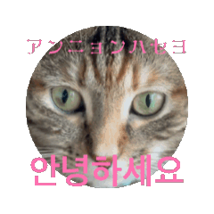 [LINEスタンプ] クルミさんの韓国語スタンプ