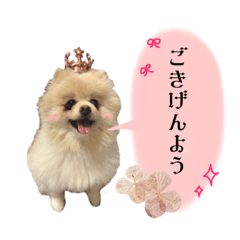 [LINEスタンプ] お嬢様言葉ポメラニアン