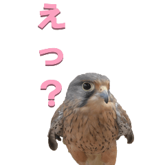 [LINEスタンプ] チョウゲンボウから