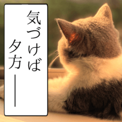 [LINEスタンプ] もふもふ猫の日常に寄り添う楽しいスタンプ