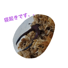 [LINEスタンプ] メタリフェルの気持ち(寝・食)