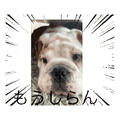 [LINEスタンプ] 犬のすべて