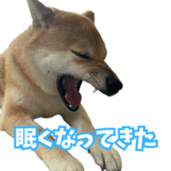 [LINEスタンプ] 愛犬”胡桃”の日常で使えるスタンプ