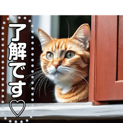 [LINEスタンプ] 【毎日使える】窓の外を見るネコの画像（メイン）