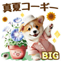 [LINEスタンプ] [BIG]コーギーと真夏の日常スタンプ