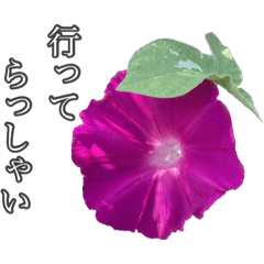 [LINEスタンプ] 夏の庭のあさがお