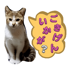 [LINEスタンプ] Aさんちの猫