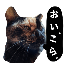 [LINEスタンプ] イライラりったん(猫)