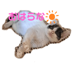 [LINEスタンプ] ピリオハナスタンプ2（Yver.）