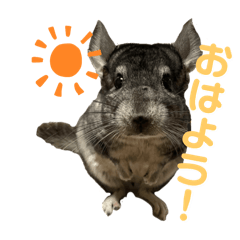 [LINEスタンプ] チンチラのおはぎくん まとめ1