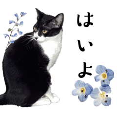 [LINEスタンプ] 猫の言う事には