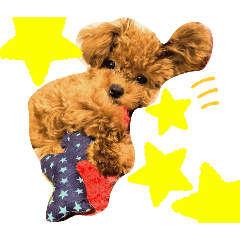 [LINEスタンプ] トイプードルの面白くてかわいいスタンプ