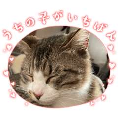 [LINEスタンプ] 毎日コテツくん