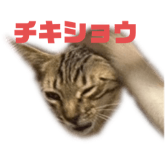 [LINEスタンプ] お酒とネコ好きな日常会話 5