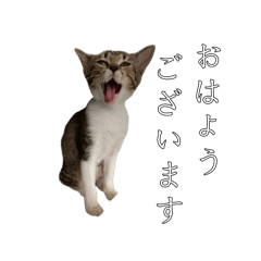 [LINEスタンプ] momo_2024-08