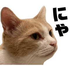 [LINEスタンプ] とある愛猫の日常会話スタンプ2