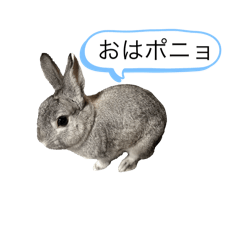 [LINEスタンプ] ポニョくん日常会話スタンプ