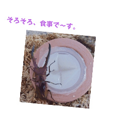 [LINEスタンプ] メタリフェルホソアカクワガタ(全)