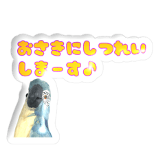 [LINEスタンプ] 【ぷくぷく】インコのシール風スタンプ