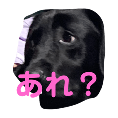 [LINEスタンプ] うちの可愛いラッキーのスタンプの画像（メイン）