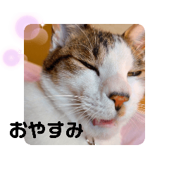 [LINEスタンプ] こんぶとほたて2