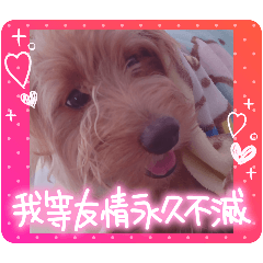 [LINEスタンプ] ヤンチャなラテ
