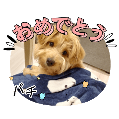 [LINEスタンプ] 可愛いわんこさん