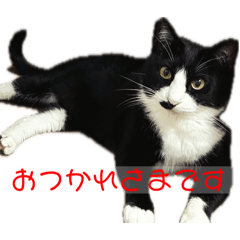 [LINEスタンプ] 猫さん［妹編］