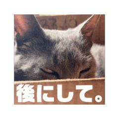 [LINEスタンプ] ねこも人間も同じようなもん。