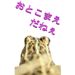 [LINEスタンプ] 江戸っ子なカエル1-3ーBIG