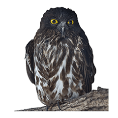 [LINEスタンプ] 動物園の鳥と動物たち