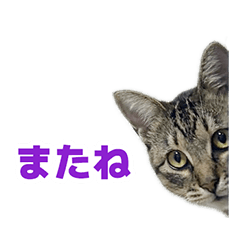 [LINEスタンプ] えるスタ！