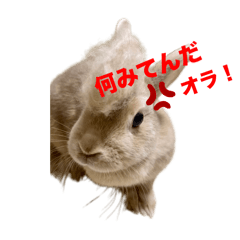 [LINEスタンプ] うちのイヌとうさぎとネコ