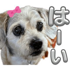 [LINEスタンプ] 犬のクーの日常スタンプ
