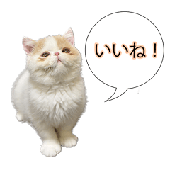 [LINEスタンプ] エキゾチックショートヘアのぽてとスタンプ