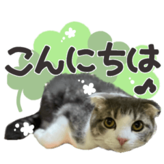 [LINEスタンプ] 猫のもずくだよ