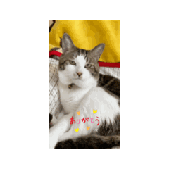 [LINEスタンプ] あそぼー。ねこねこ