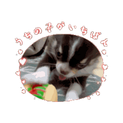 [LINEスタンプ] てんとここあ