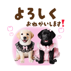 [LINEスタンプ] 日常スタンプ ドレス着たワンコ