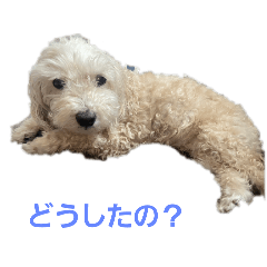 [LINEスタンプ] わんちゃん 日常