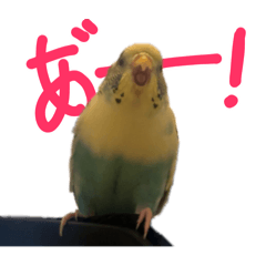 [LINEスタンプ] 個性を出したい人におくるインコの5