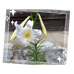 [LINEスタンプ] MyGardenFlower11