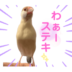 [LINEスタンプ] 文鳥とオカメインコ2(文字大きめver)