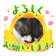 [LINEスタンプ] 家のネコ8