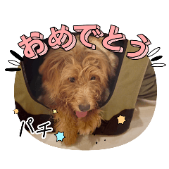 [LINEスタンプ] 初体験のラテくん
