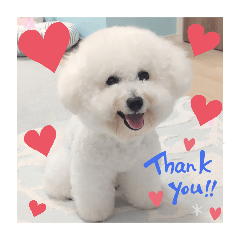 [LINEスタンプ] ビションフリーゼのMint♂よろしく♡